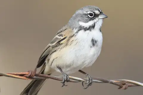 Bell's Sparrow