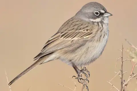 Sagebrush Sparrow