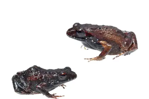 Riviersonderend Moss Frog