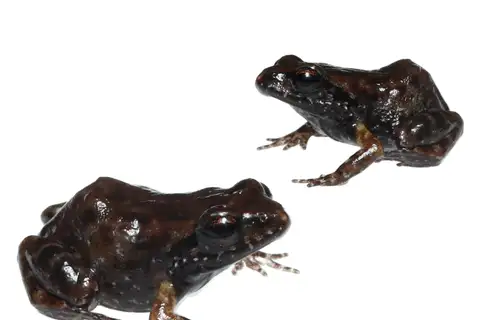 Bainskloof Moss Frog