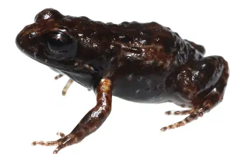 Drakenstein Moss Frog