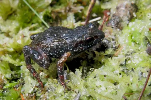 Drewes' moss frog