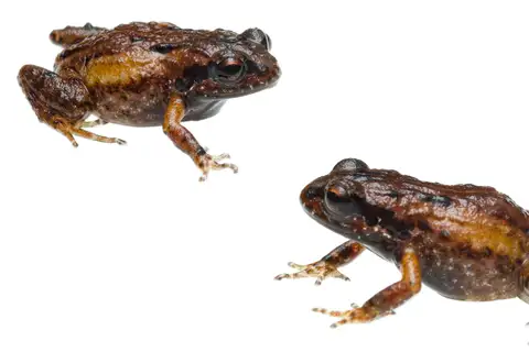 Kogelberg Moss Frog