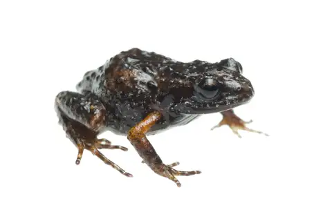 Landdross Moss frog
