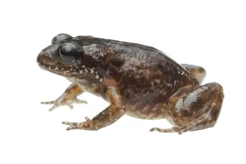 Northern Moss Frog