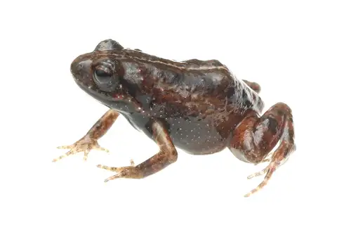 De Villiers's Moss Frog