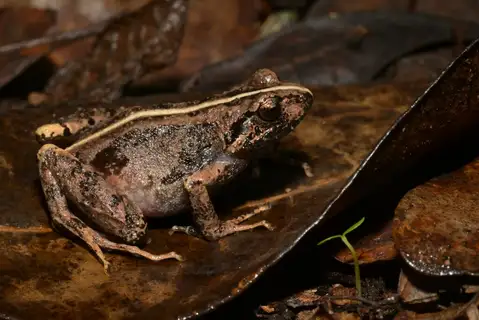 Poroto Screeching Frog