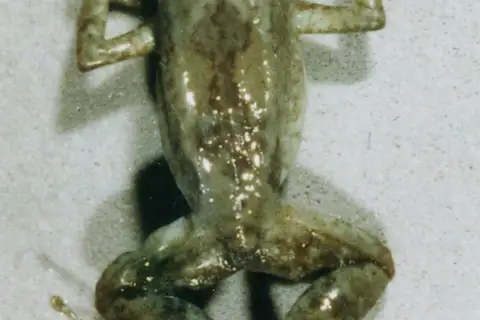 Arthroleptis stridens