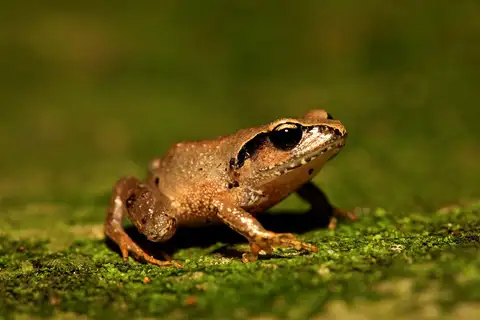 Arthroleptis wageri