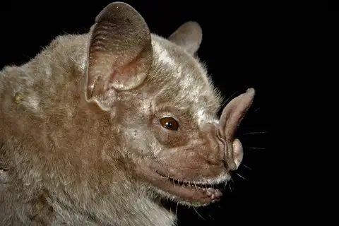 Jamaican Fruit-eating Bat