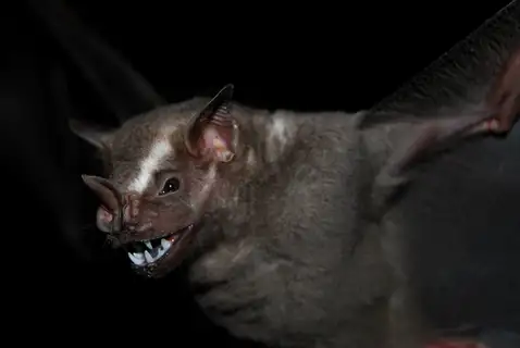 Great Fruit-eating Bat