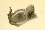Dark Fruit-eating Bat