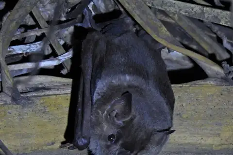 Flat-faced Fruit-eating Bat