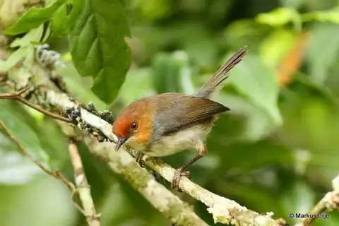 Red-capped Forest Warbler