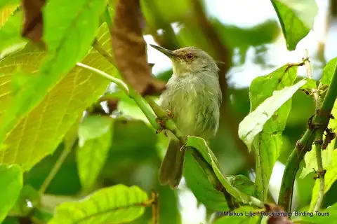 Long-billed Forest Warbler