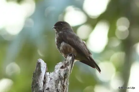 Sooty Flycatcher