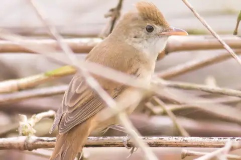 Thick-billed Warbler
