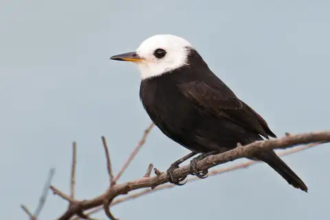 White-headed Marsh Tyrant