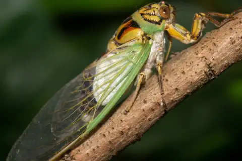 mangrove cicada