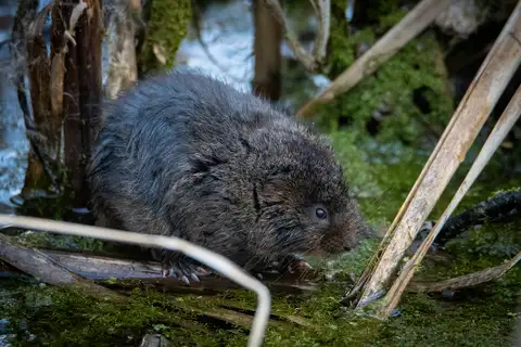 European Water Vole
