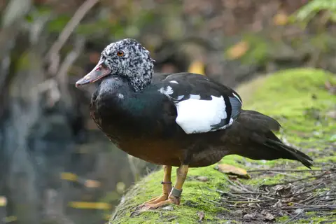 White-winged Duck