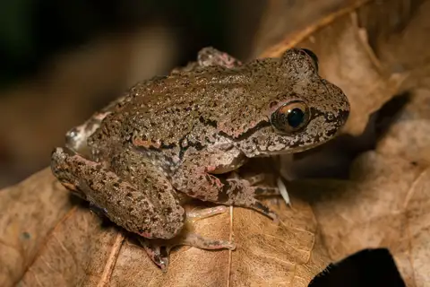 Coastal Tailed Frog