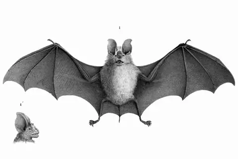 Geoffroy's Trident Leaf-nosed Bat