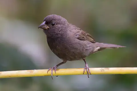 Sooty Grassquit
