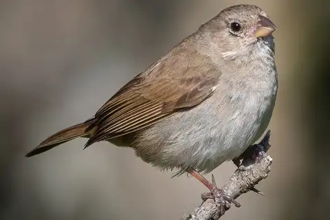 Dull-colored Grassquit