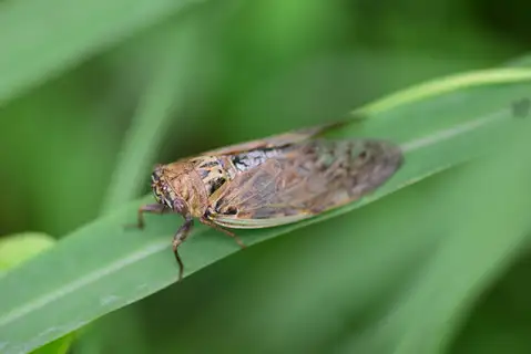 Brown Speckled Cicada