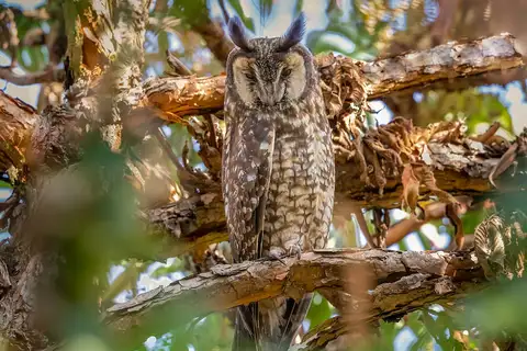 Abyssinian Owl