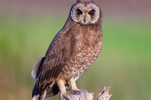 Marsh Owl