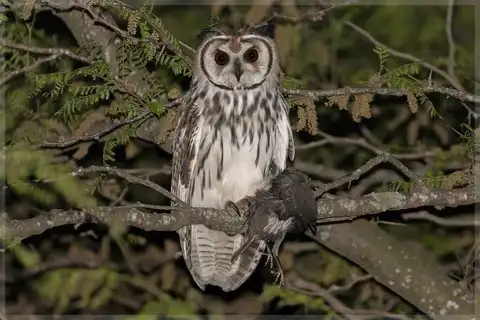 Striped Owl