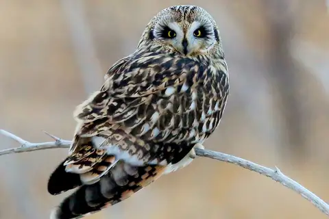 Short-eared Owl