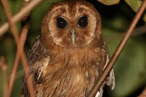 Jamaican Owl