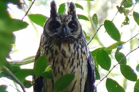 Madagascar Owl