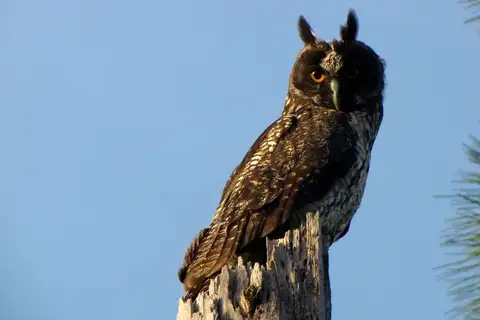 Stygian Owl