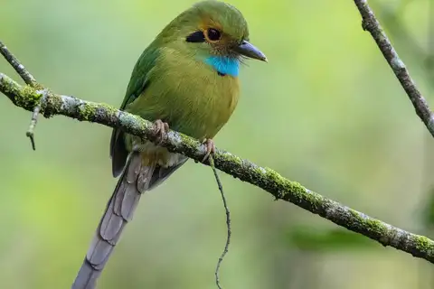 Blue-throated Motmot