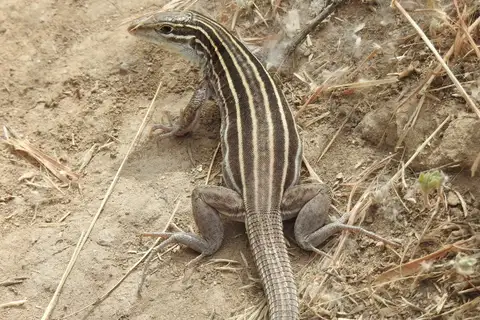 Plateau Striped Whiptail