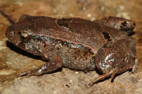 Pouched Frog
