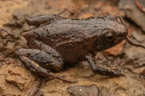 Wollumbin Pouched Frog