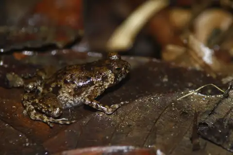 Asterophrys pullifer