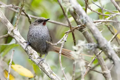 Ayacucho Thistletail