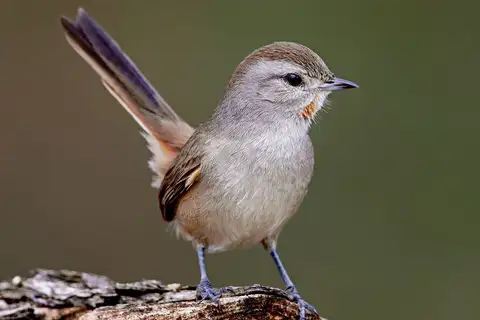 Short-billed Canastero