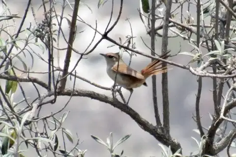 Berlepsch's Canastero