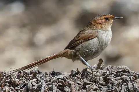 Ochre-browed Thistletail