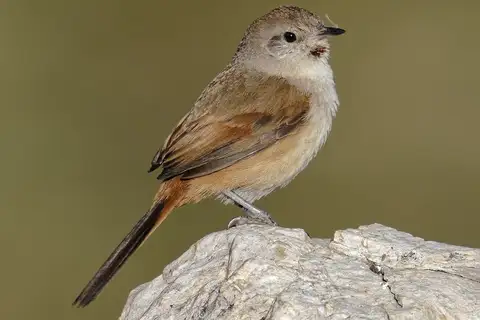 Rusty-vented Canastero