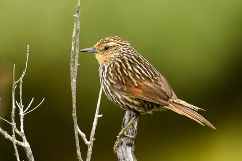 Many-striped Canastero
