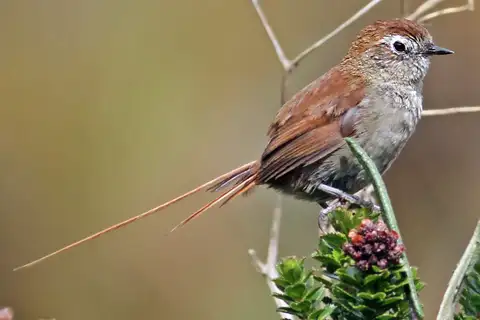 White-chinned Thistletail