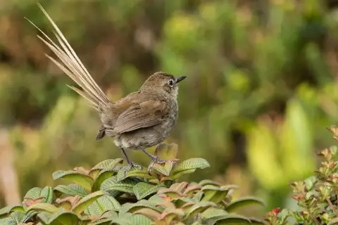 Mouse-colored Thistletail